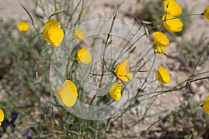 ESCHSCHOLZIA PARISHII - TWENTYNINE PALMS - 042420 A