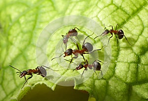 Escort of ants