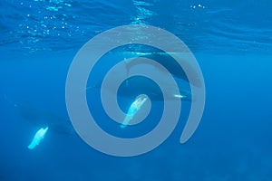 Escort, Mother and Calf Humpback Whales