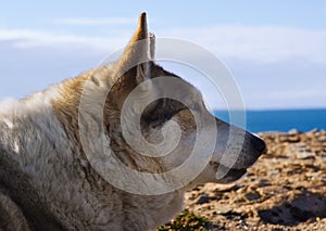 Eskimo dog basking in the sun