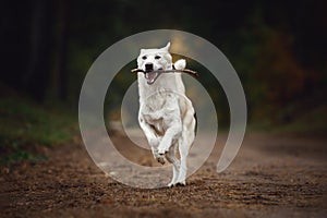 Eskimo dog with blue eyes running with stick in mouth