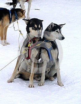 Eskimo dogs photo