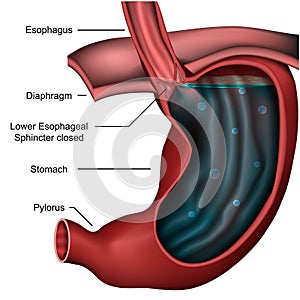 Esophageal sphincter anatomy 3d medical  illustration on white background photo