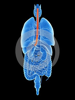 The esophagus