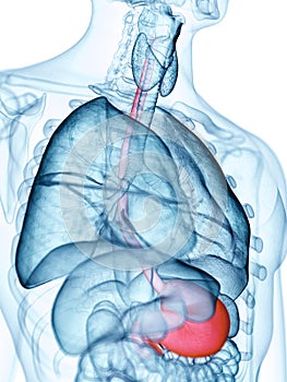 The esophagus