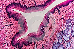 Esophagus dog- Abstract background cell
