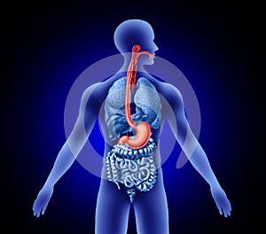 Esophagus And Stomach