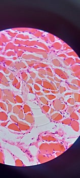 Esophagus under microscope histology class