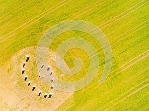 Esoteric geomancy symbol in green wheat field.