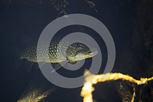 Esox lucius underwater, pike swimming underwater