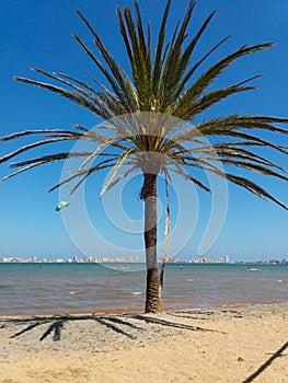 Espagne palmier photo