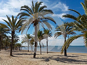 Espagne palmiers photo