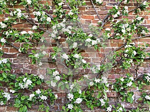 Espalier fruit tree trained against a brick wall.