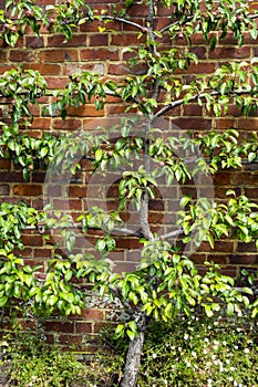 Espalier trained pear tree with young fruit