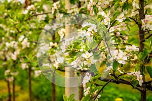 Espaliered blooming apple trees in northern Italy, spring time