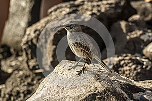 Espanola Mockingbird standing in a rock on a sunny day