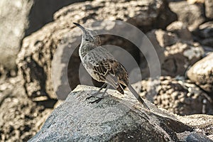 Espanola Mockingbird standing in a rock on a sunny day