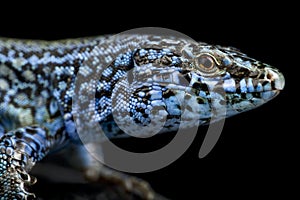 Esparto Island lizard (Podarcis pityusensis kamerianus)