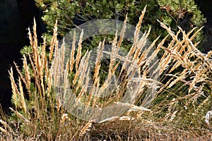 Esparto plant, macrochloa tenacissima, in early summer photo