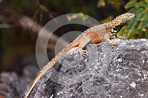 EspaÃÂ±ola lava lizard, male photo