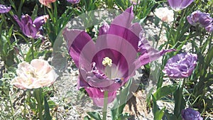 Beautiful tulipan photo