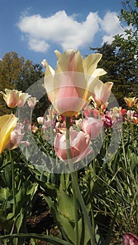 Pretty tulipan photo