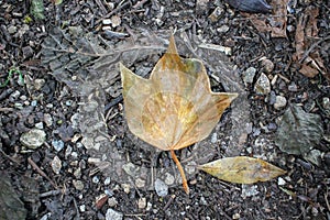 especial leaves I found in my pathway during autumn