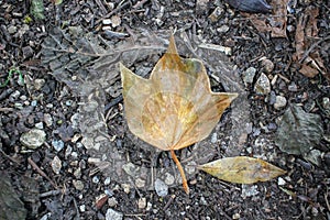 especial leaves I found in my pathway during autumn photo