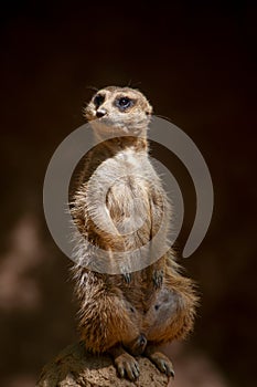 Especie animal, Suricata suricatta