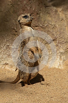 Especie animal, Suricata suricatta