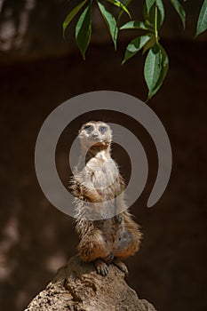 Especie animal, Suricata suricatta photo