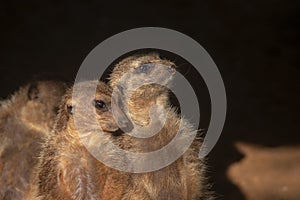 Especie animal, Suricata suricatta photo