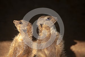 Especie animal, Suricata suricatta photo