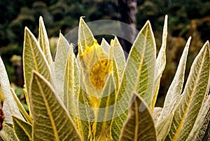 Do you know what is pÃÂ¡ramo or frailejÃÂ³n? photo