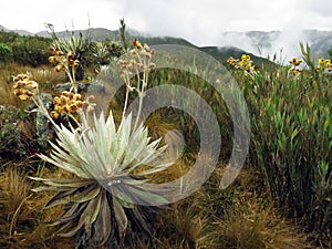 Espeletia grandiflora, Chingaza National Park, Cundinamarca Department, Colombia photo