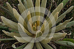 Espeletia succulent plants of the pÃÂ¡ramo of Colombia. FrailejÃÂ³n photo