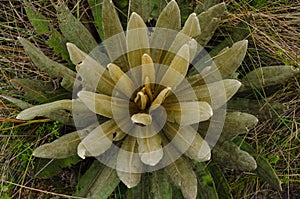 Espeletia succulent plants of the pÃÂ¡ramo of Colombia. FrailejÃÂ³n photo