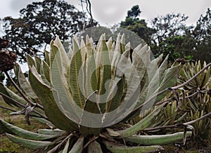 Espeletia succulent plants of the pÃÂ¡ramo of Colombia. FrailejÃÂ³n photo