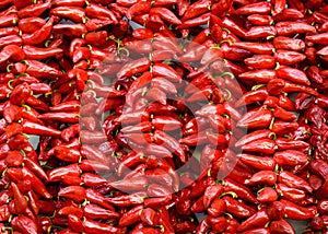 Espelette chilli peppers drying photo