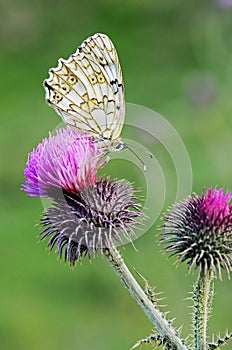 The Esper`s marbled white butterfly or Melanargia russiae
