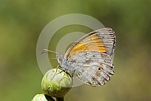 Esperarge climene , The Iranian argus butterfly on flower bud