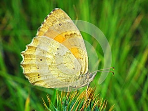 Esperarge climene , The Iranian argus butterfly on thistle flower