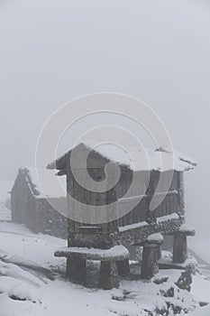 Espigueiro traditional structure for corn storage on a snow white winter landscape with snow falling in the north of Portugal