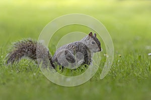 Esquilo-cinzento, Grey squirrel Sciurus carolinensis