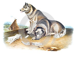 Esquimaux Dog illustration