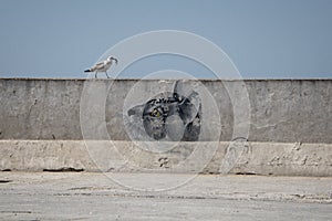 Sea gull holding a fish on the harbour wall is being watched by a `cat` painted on the wall