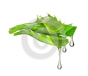 Essence from aloe vera plant drips from leaves