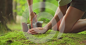 The Essence of Forestry in Sapling Care. Gardener hands engage in the delicate process of tree nurturing in green spring