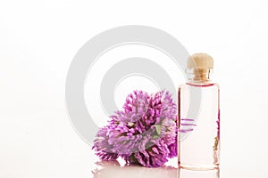 Essence of red clover flowers