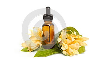 Essential aroma oil with champaka flower